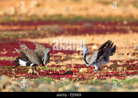 houbara bustard (Chlamydotis undulata fuerteventurae), two males at territorial fight, Canary Islands, Fuerteventura Stock Photo