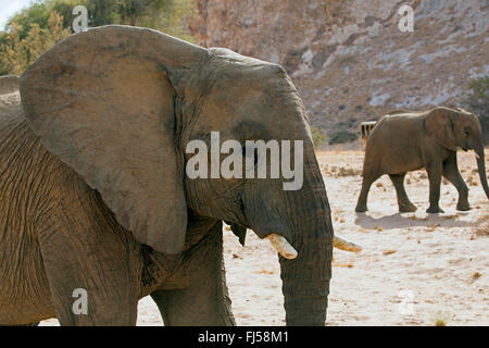 Desert elephant, Desert-dwelling elephant, African elephant (Loxodonta africana africana), desert elephants in dry river bed of the Huab, Namibia, Damaraland Stock Photo