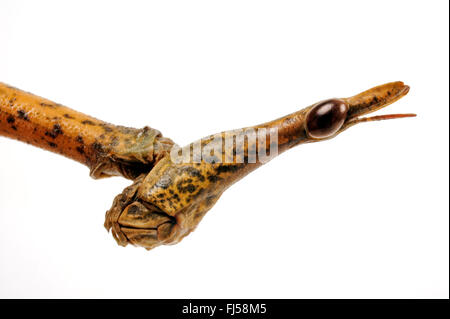 Horse Head Grasshopper (Pseudoproscopia spec.), head of a Horse Head Grasshopper Stock Photo