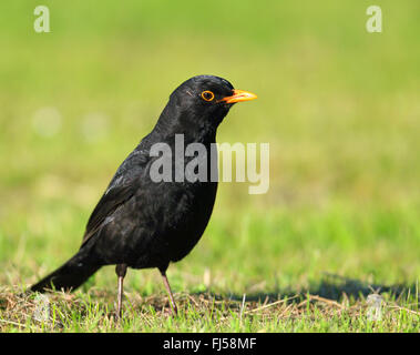 blackbird (Turdus merula), male stands on grass, Netherlands, Frisia Stock Photo