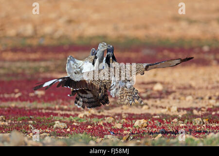 houbara bustard (Chlamydotis undulata fuerteventurae), two males at territorial fight, Canary Islands, Fuerteventura Stock Photo