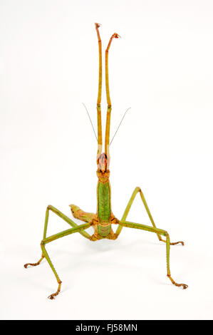 Heavy Stick Insect, Giant Stick Insect (Pharnacia ponderosa), defense posture of a Giant Stick Insect Stock Photo