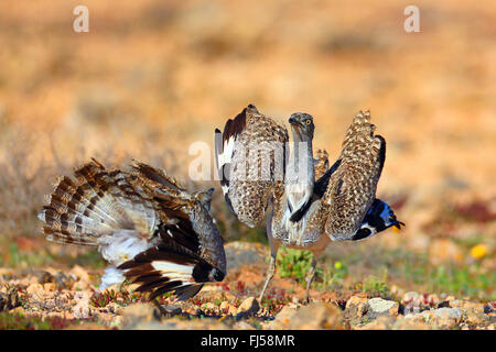 houbara bustard (Chlamydotis undulata fuerteventurae), two males at territorial fight, Canary Islands, Fuerteventura Stock Photo