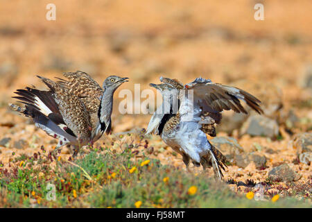 houbara bustard (Chlamydotis undulata fuerteventurae), two males at territorial fight, Canary Islands, Fuerteventura Stock Photo