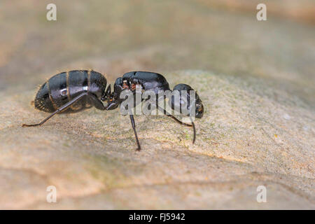Oak carpenter ant (Camponotus vagus), Queen, Germany Stock Photo