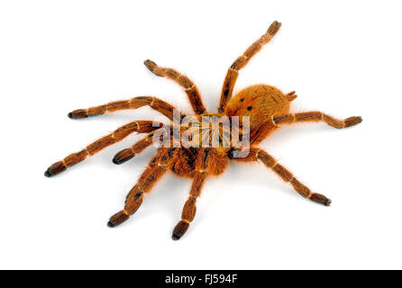 Orange baboon tarantula, Mombasa golden starburst tarantula ...