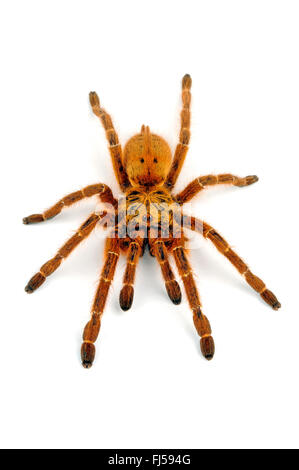 Orange Baboon Tarantula Stock Photo - Alamy