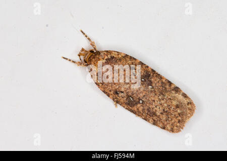 Common Flat-body (Agonopterix spec., Agonopterix heracliana oder Agonopterix ciliella), sits on a wall Stock Photo