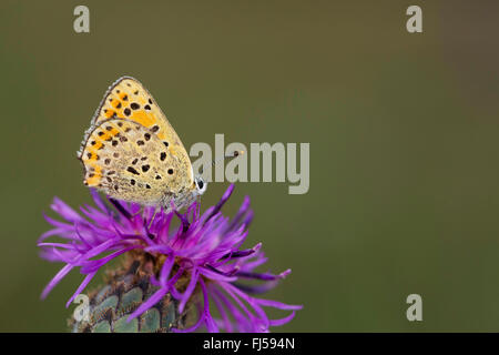 sooty copper (Heodes tityrus, Loweia tityrus, Loweia tityrus, Lycaena tityrus), on a knapweed flower, Germany Stock Photo