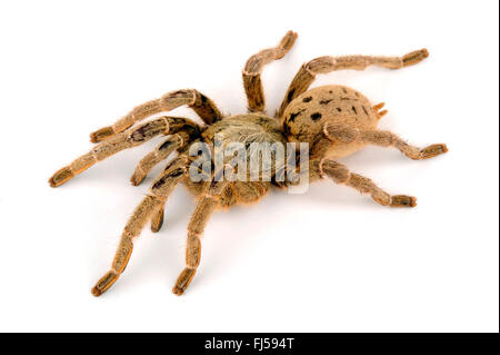 Orange baboon tarantula, Mombasa golden starburst tarantula Stock Photo ...