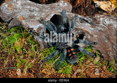 Venezuelan suntiger, Venezuelan Sun Tiger (Psalmopoeus irminia), on a root, Venezuela Stock Photo