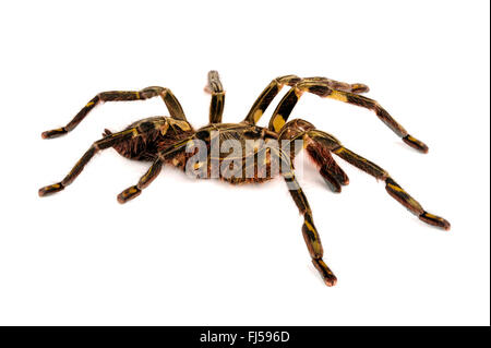 Redslate ornamental tarantula (Poecilotheria rufilata), cut-out, India Stock Photo