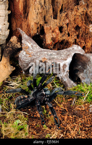 Venezuelan suntiger, Venezuelan Sun Tiger (Psalmopoeus irminia), in terrarium, Venezuela Stock Photo