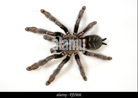 Venezuelan suntiger, Venezuelan Sun Tiger (Psalmopoeus irminia), cut-out Stock Photo