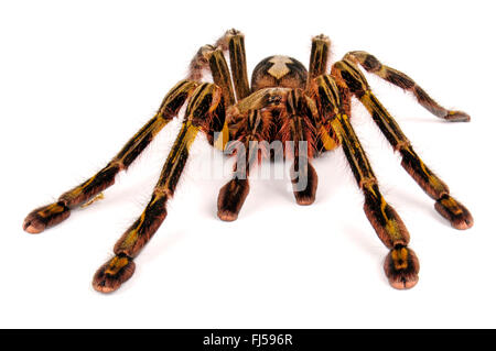 Redslate ornamental tarantula (Poecilotheria rufilata), front view, cut-out, India Stock Photo