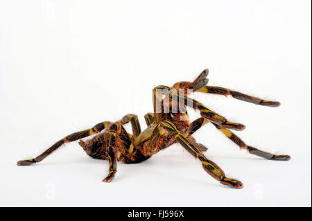 Redslate ornamental tarantula (Poecilotheria rufilata), in defence posture, cut-out, India Stock Photo