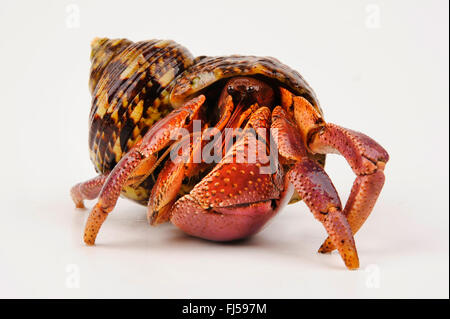 Land hermit crab (Coenobita brevimanus), with snail shell Stock Photo