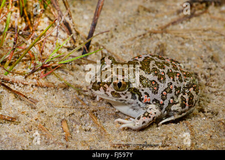 Eastern European spadefoot, Syrian spadefoot (Pelobates syriacus), Syrian spadefoot sitting on sandy ground, full-length portrait, Romania, Dobrudscha, Donaudelta, Donau-Delta, Vadu