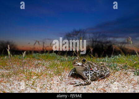 Eastern European spadefoot, Syrian spadefoot (Pelobates syriacus), Syrian spadefoot lurking for prey at sunset, Romania, Dobrudscha, Donaudelta, Donau-Delta, Vadu Stock Photo