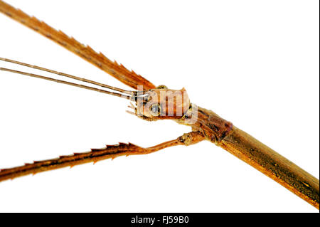 Giant Green Stick Bug (Pharnacia biceps), head with feelers, Indonesia, Java Stock Photo