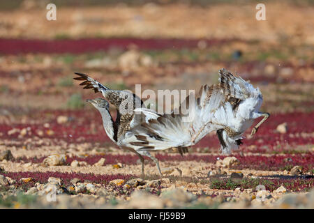 houbara bustard (Chlamydotis undulata fuerteventurae), two males at territorial fight, Canary Islands, Fuerteventura Stock Photo