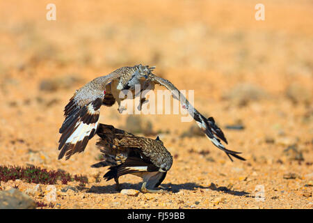 houbara bustard (Chlamydotis undulata fuerteventurae), two males at territorial fight, Canary Islands, Fuerteventura Stock Photo