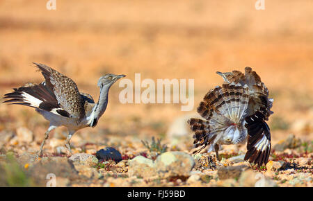 houbara bustard (Chlamydotis undulata fuerteventurae), two males at territorial fight, Canary Islands, Fuerteventura Stock Photo