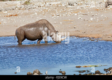 black rhinoceros, hooked-lipped rhinoceros, browse rhinoceros (Diceros bicornis), rhinoceros after mud bathing in a water hole , Namibia, Etosha National Park, Naumutoni