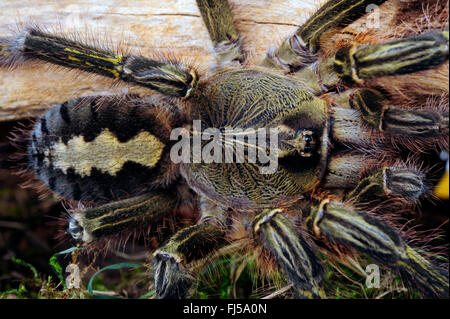 Redslate ornamental tarantula (Poecilotheria rufilata), top view, close-up, India Stock Photo