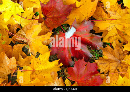 Norway maple (Acer platanoides), maple leaves and feather on a lawn, Germany Stock Photo