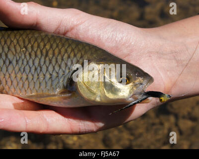 chub (Leuciscus cephalus), man presenting a freshly caught chub with fishhook in the mouth, Germany Stock Photo