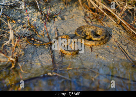 dice snake (Natrix tessellata), water snake at the shore, Romania, Dobrudscha, Biosphaerenreservat Donaudelta, SfÔntu Gheorgh Stock Photo