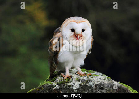 Barn owl (Tyto alba), sitting on a stone, front view, Germany