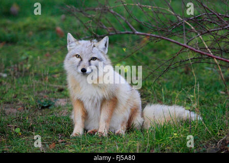 Corsac fox (Vulpes corsac), sits in a meadow Stock Photo