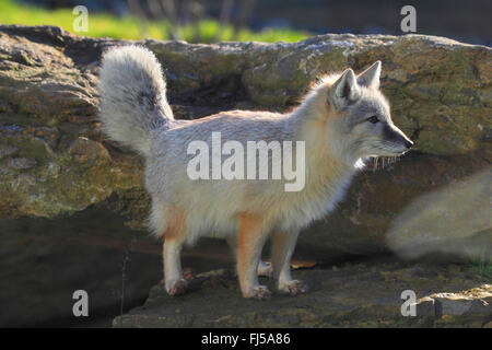 Corsac fox (Vulpes corsac), in outdoor-enclosure Stock Photo