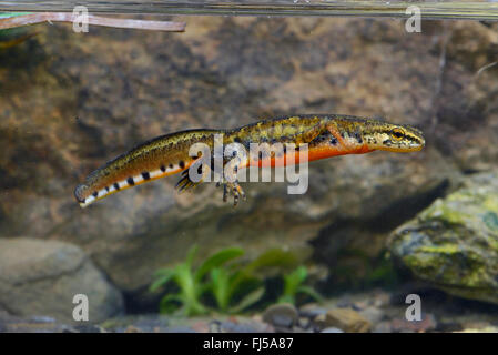 Montandon's newt, Carpathian newt (Lissotriton montandoni, Triturus montandoni), male swims under water, Romania, Karpaten Stock Photo
