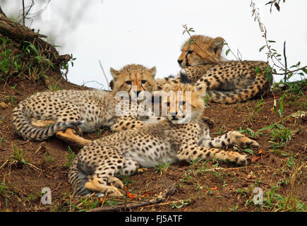 cheetah (Acinonyx jubatus), three resting cubs, Kenya, Masai Mara National Park