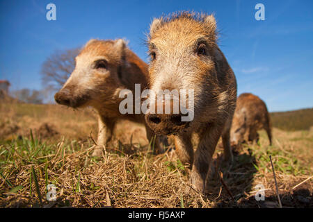 wild boar, pig, wild boar (Sus scrofa), three shotes in a meadow, Germany, Rhineland-Palatinate Stock Photo