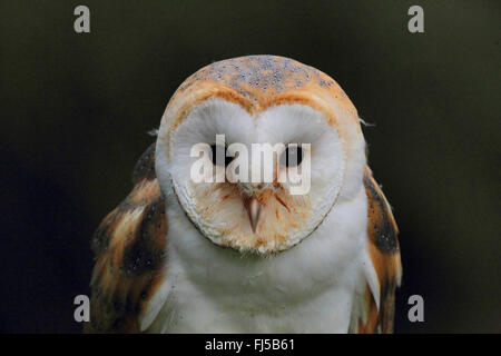 Barn owl (Tyto alba), portrait, front view, Germany