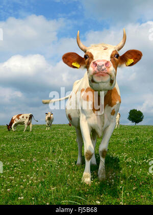 domestic cattle (Bos primigenius f. taurus), young bull on a pasture, Germany, Bergisches Land, Wuppertal Stock Photo