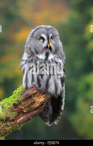 great grey owl (Strix nebulosa), sitting on a mossy lookout