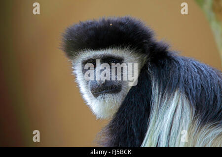 guereza, guereza colobus, eastern black-and-white colobus, mantled colobus, mantled guereza (Colobus guereza, Colobus abyssinicus), portrait, Kenya Stock Photo