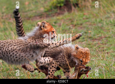 cheetah (Acinonyx jubatus), two cubs quarreling for prey, Kenya, Masai Mara National Park Stock Photo
