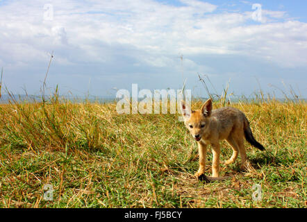 black-backed jackal (Canis mesomelas), cub in savannah, Kenya, Masai Mara National Park Stock Photo