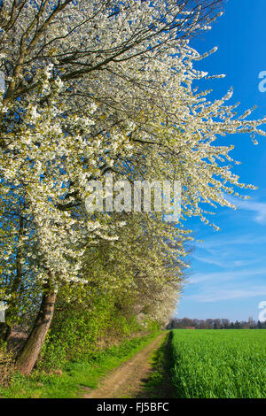 Cherry tree, Sweet cherry (Prunus avium), blooming cherry tree at a hedge, Germany, Lower Saxony, Oldenburger Muensterland, Elsten Stock Photo