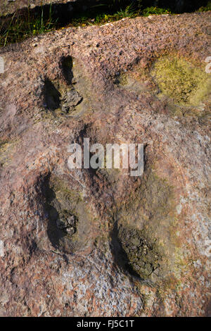 fossilized footprint of a dinosaur on sandstone, Germany, Lower Saxony, Obernkirchener Sandsteinbrueche, Obernkirchen Stock Photo