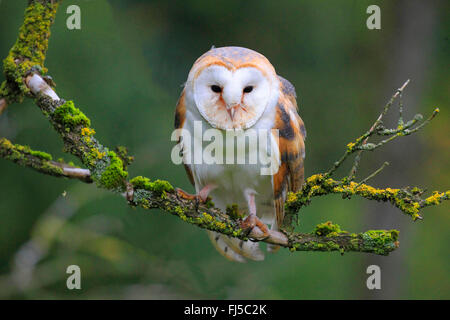 Barn owl (Tyto alba), sitting on a branch, Germany