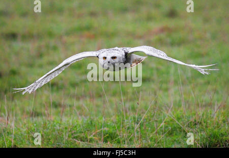 Snowy Owl (Strix scandiaca, Nyctea scandiaca, Bubo scandiacus), flying
