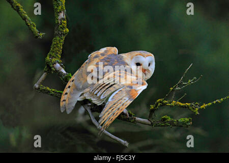 Barn owl (Tyto alba), sittin on a branch, Germany Stock Photo