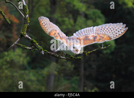 Barn owl (Tyto alba), flying, Germany Stock Photo